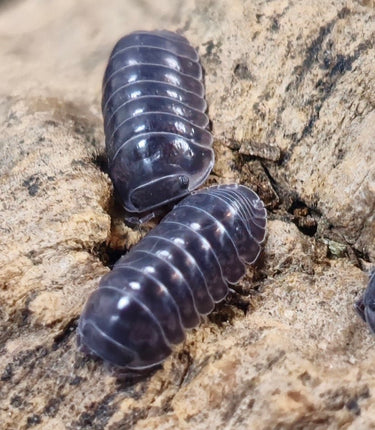 Cubaris platinum isopods